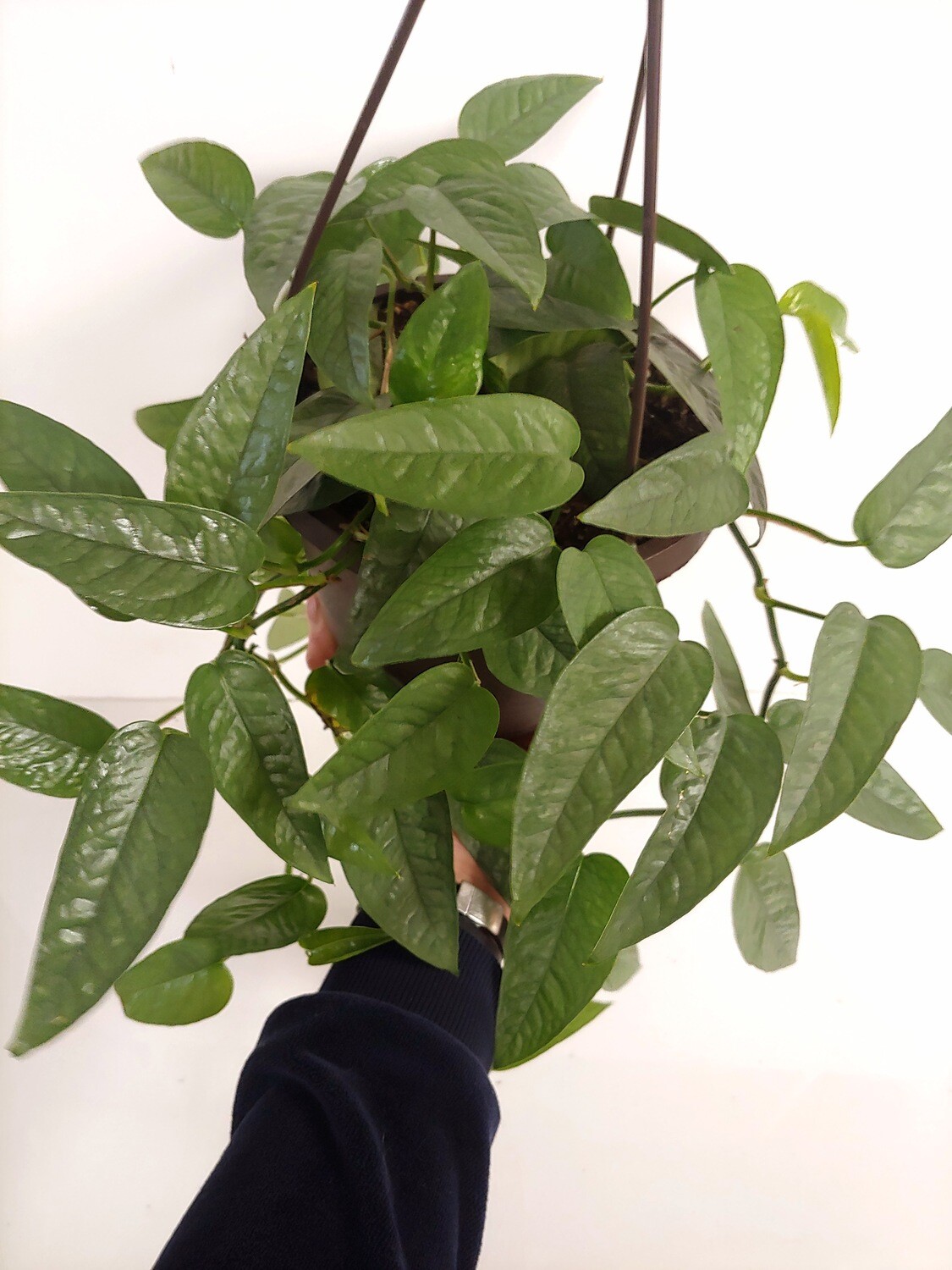 Pothos Cebu blue pot 6"