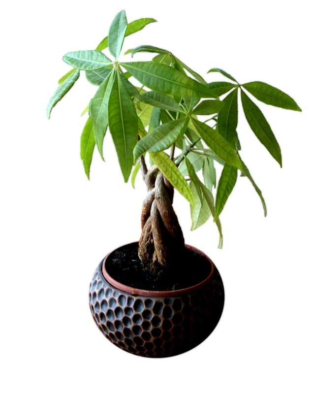 Pachira pot de 6"