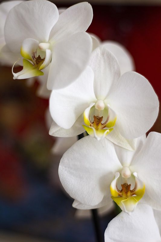 Orchidée Phalaenopsis pot 5" 1 tige