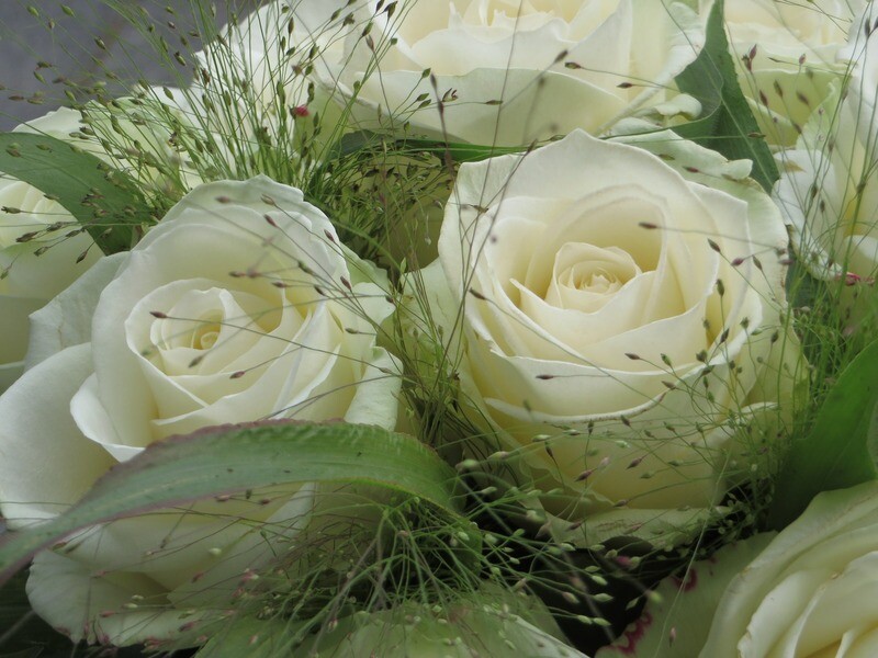 Roses blanc Pure