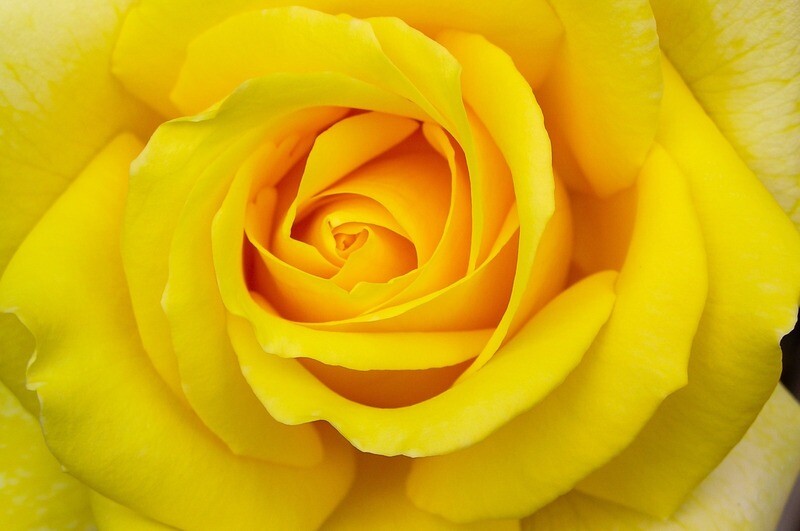 Roses jaunes