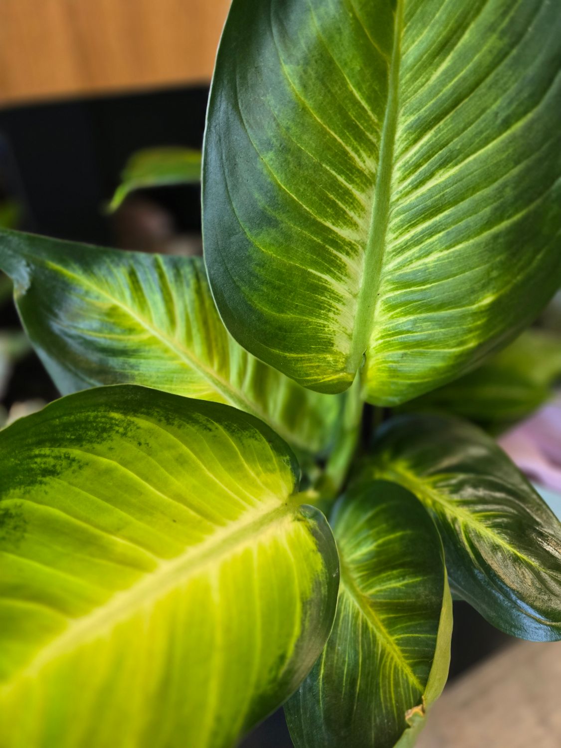 Diffenbachia pot 6"