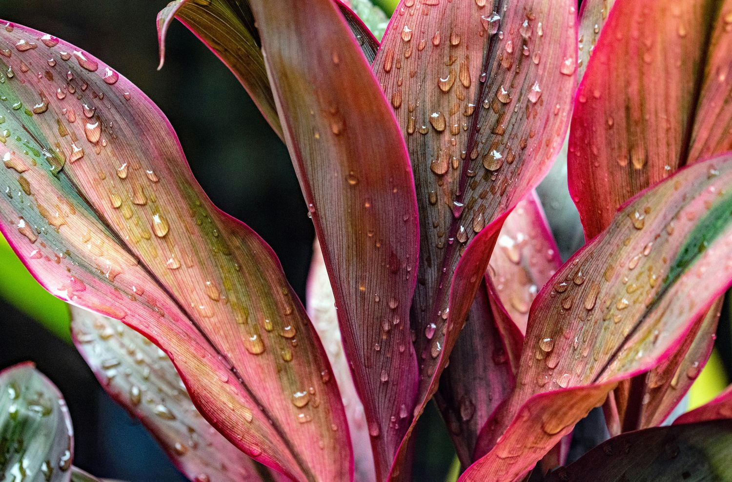 Cordyline pot 10"