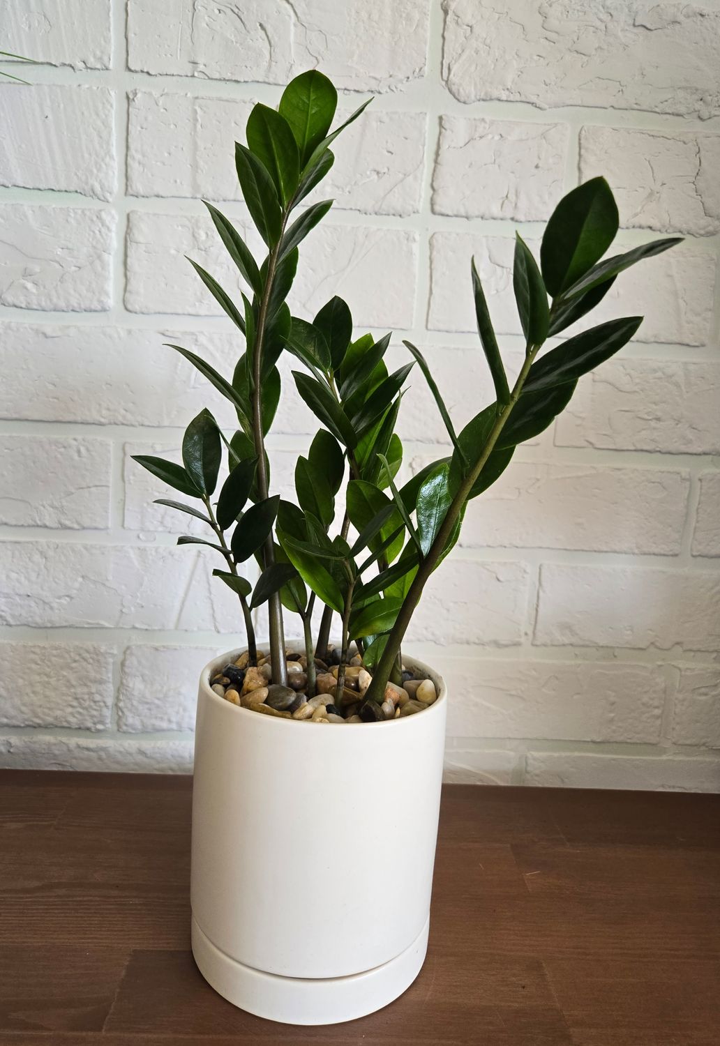 Zamioculcas, Plante ZZ  pot 6"