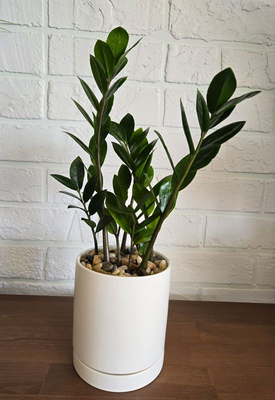 Zamioculcas, Plante ZZ  pot 6"