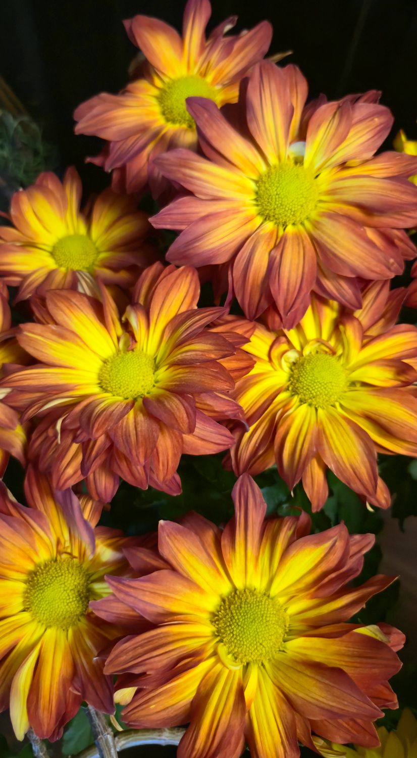 Pot de marguerite d'automne pot 6"