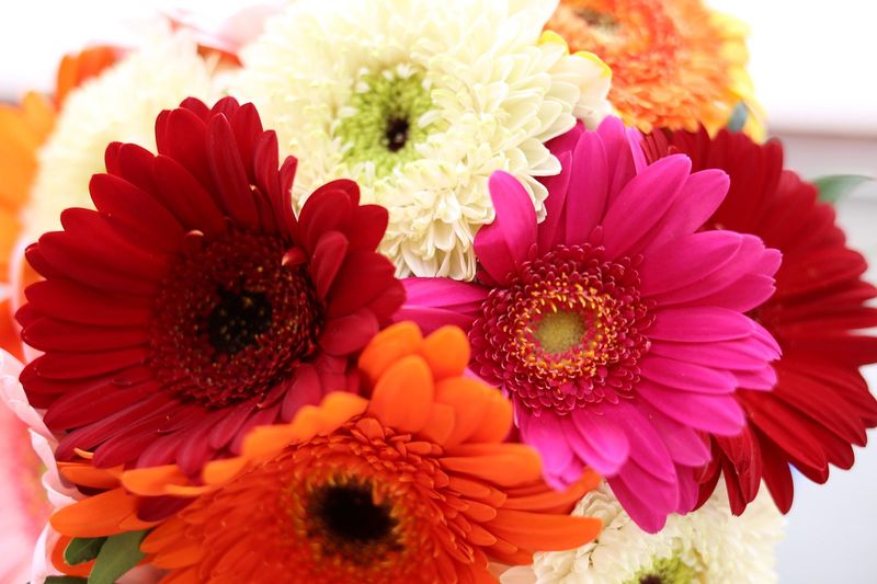 Bouquet de gerbera assortis