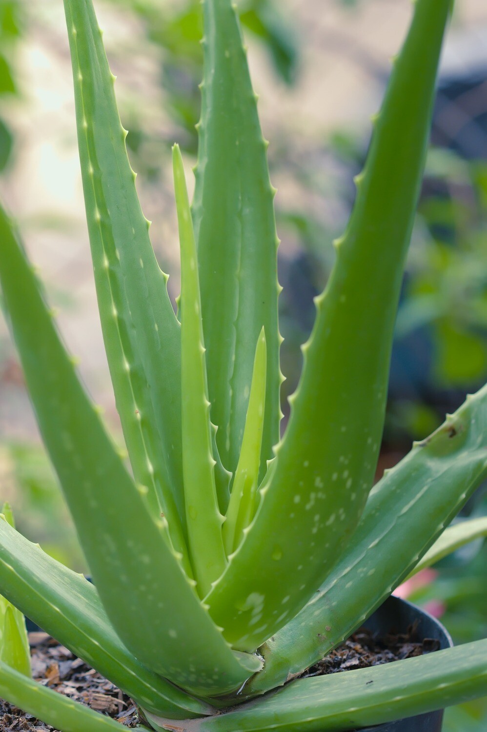 Aloes