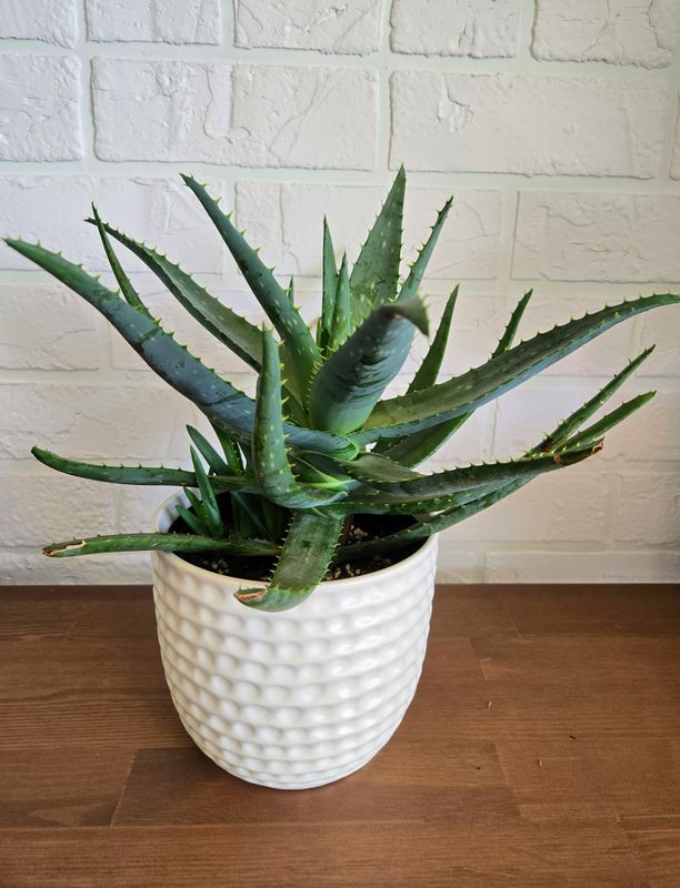 Aloes