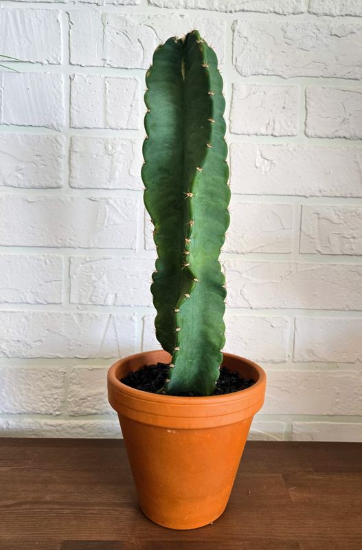 Cactus Cereus torssade 14'' de hauteur