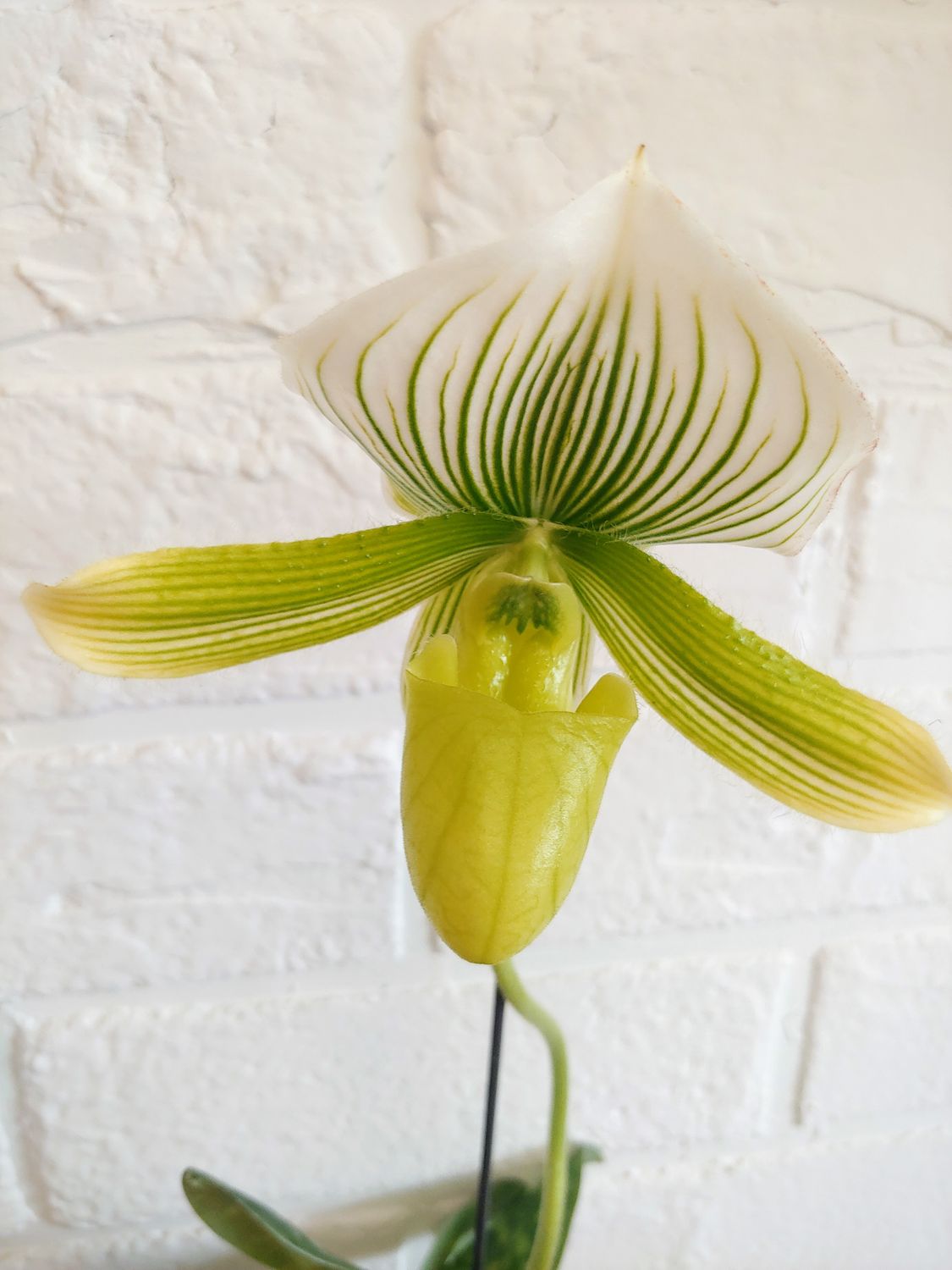 Orchidée Paphiopedilum blanche
