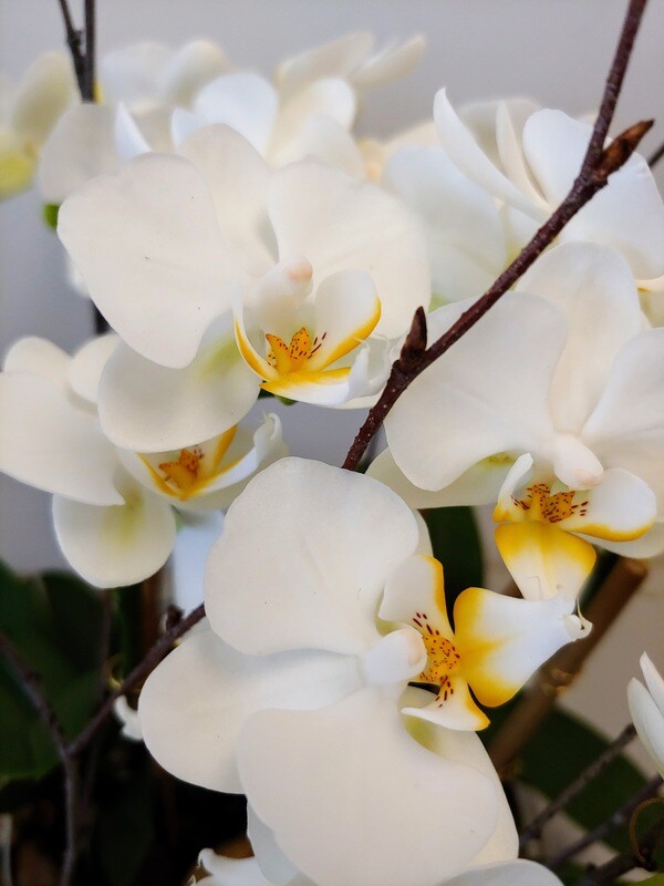 Orchidée Phalaenopsis pot 3"