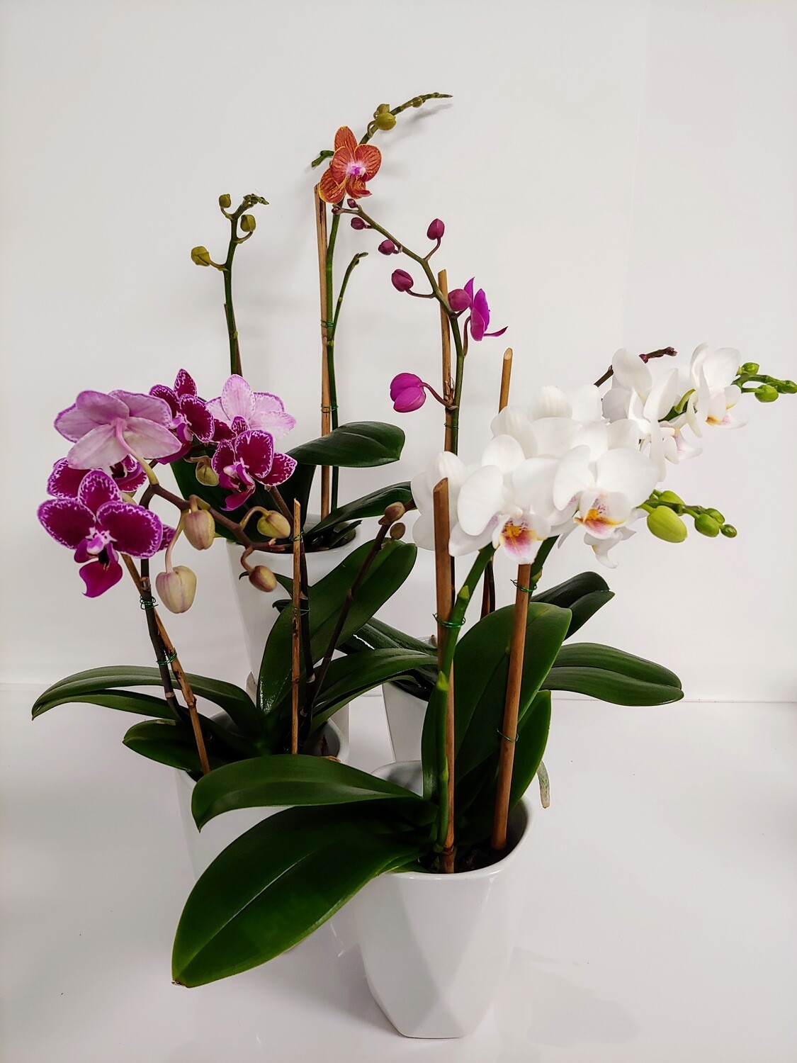 Orchidée Phalaenopsis pot 3"