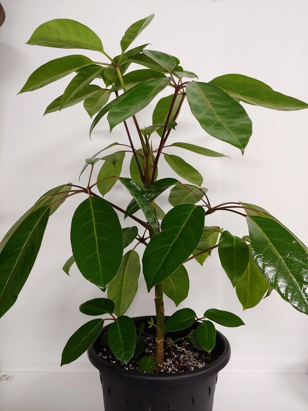 Schefflera géant pot 8"