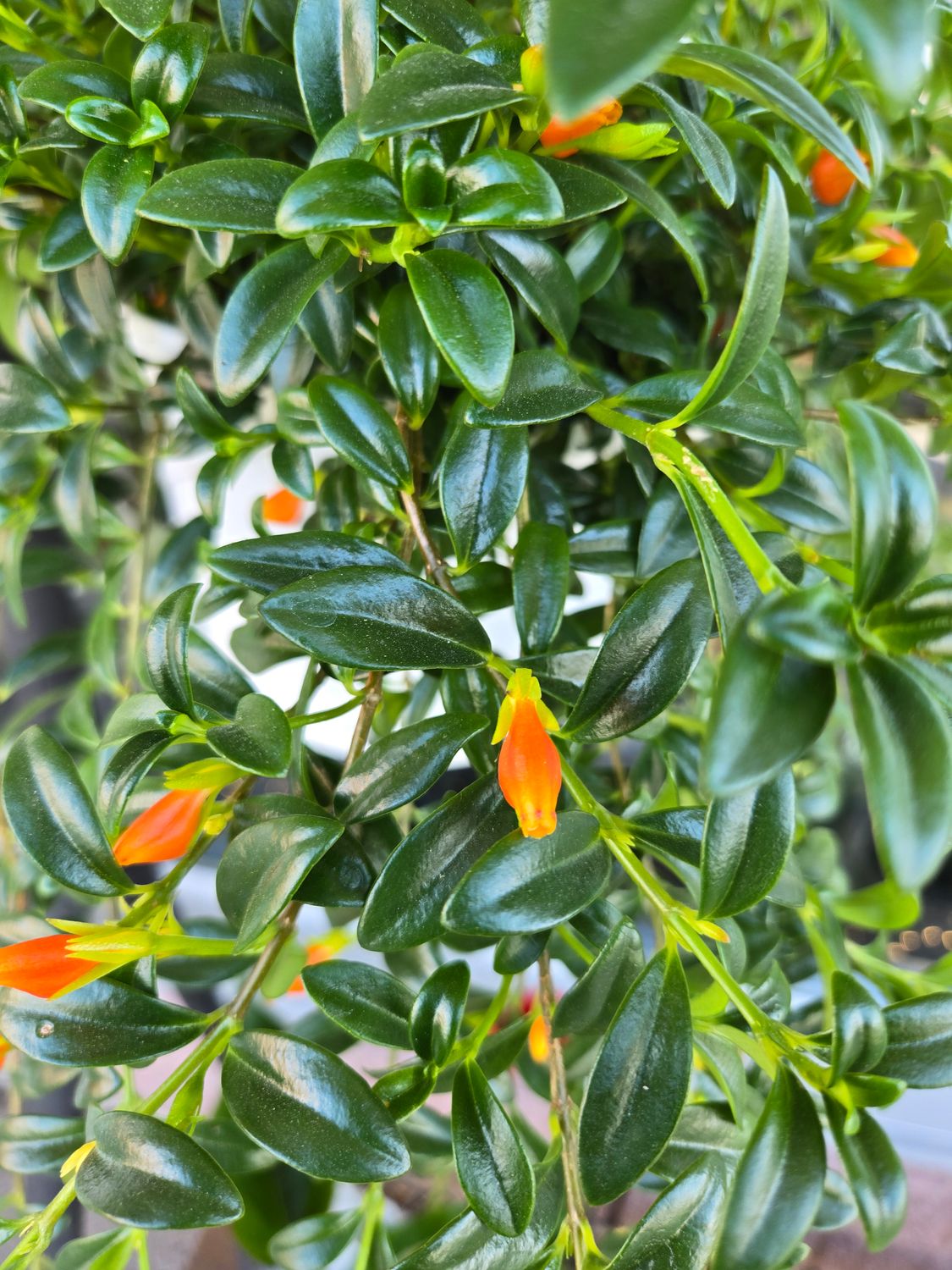 Columnea suspendu pot 8"