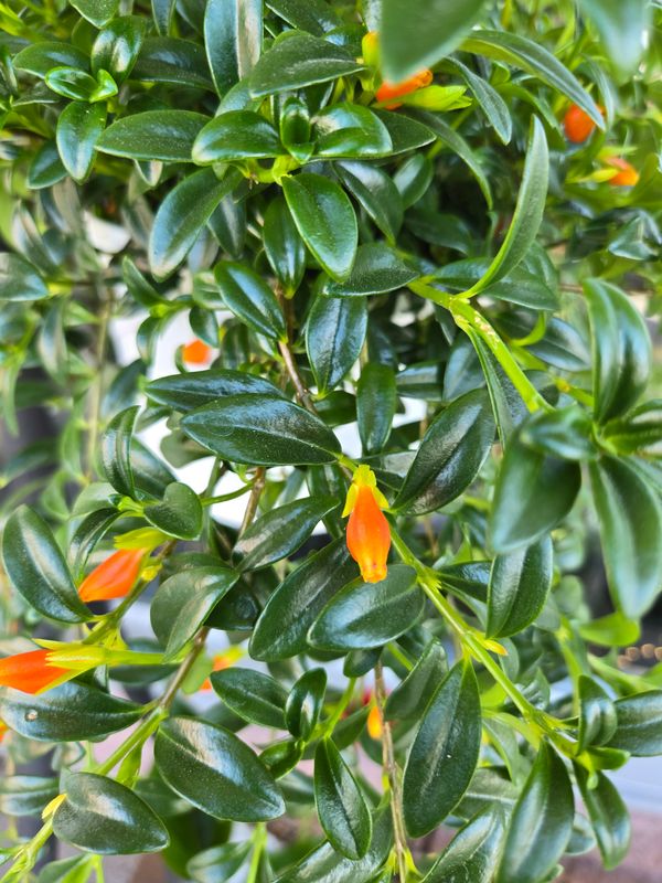 Columnea suspendu pot 8"