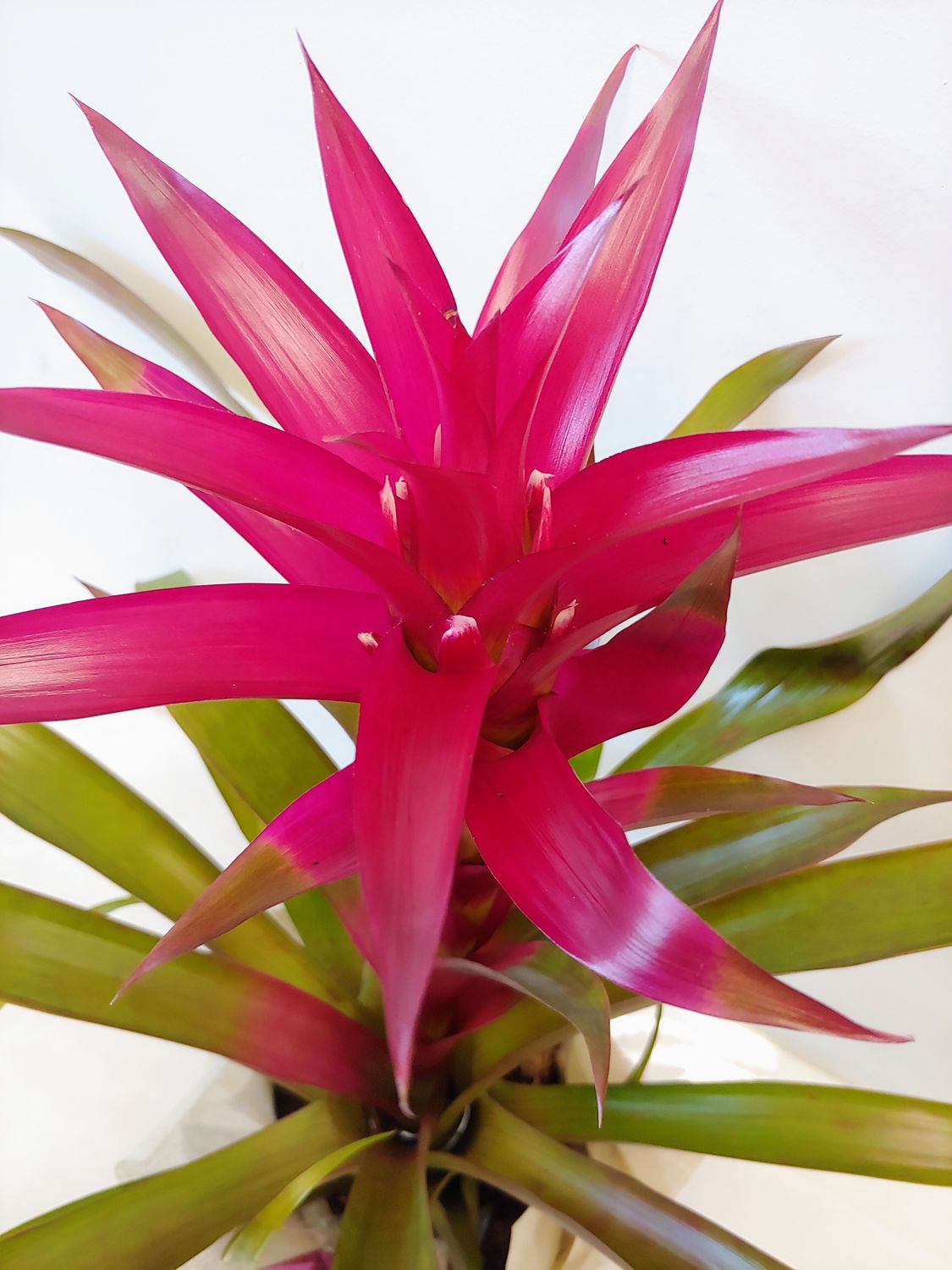 Bromelia Guzmania pot 6''