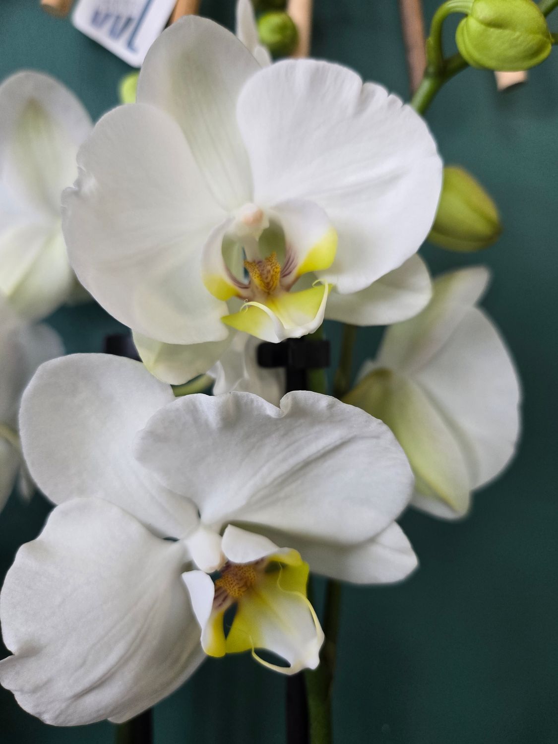 Orchidée Phalaenopsis pot 5" 2 tiges