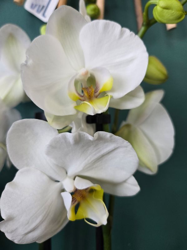 Orchidée Phalaenopsis pot 5" 2 tiges