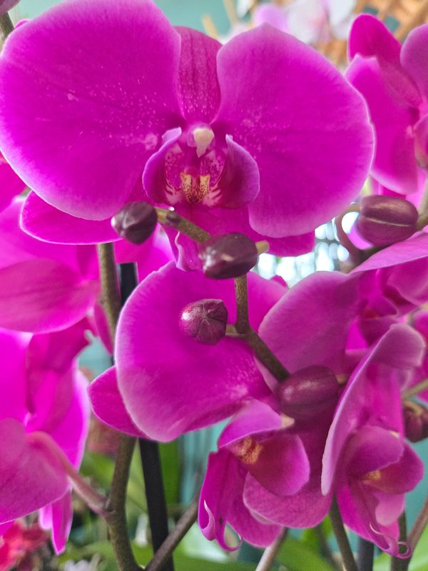 Orchidée Phalaenopsis pot 5" 2 tiges