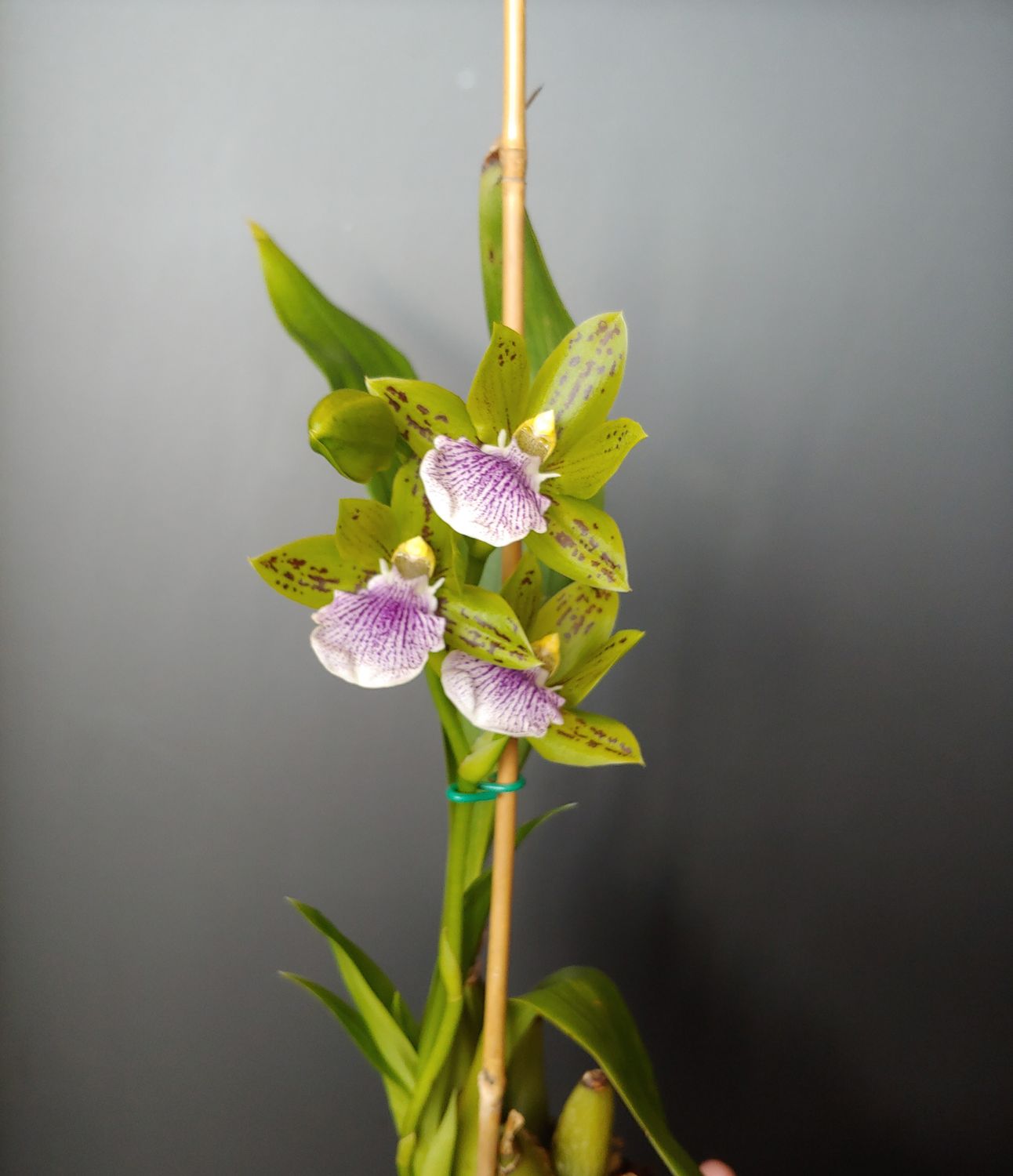 Orchidée Galeopetalum Parfumée