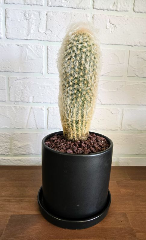 Cactus Orocereus pot 6"