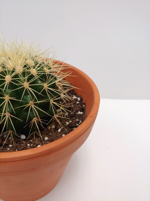 Cactus Echinocactus