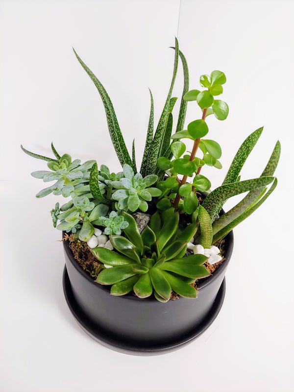 jardin de succulentes