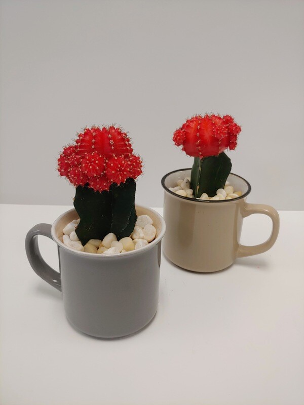 Cactus greffé
