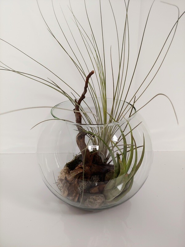 Jardin de Tillandsia