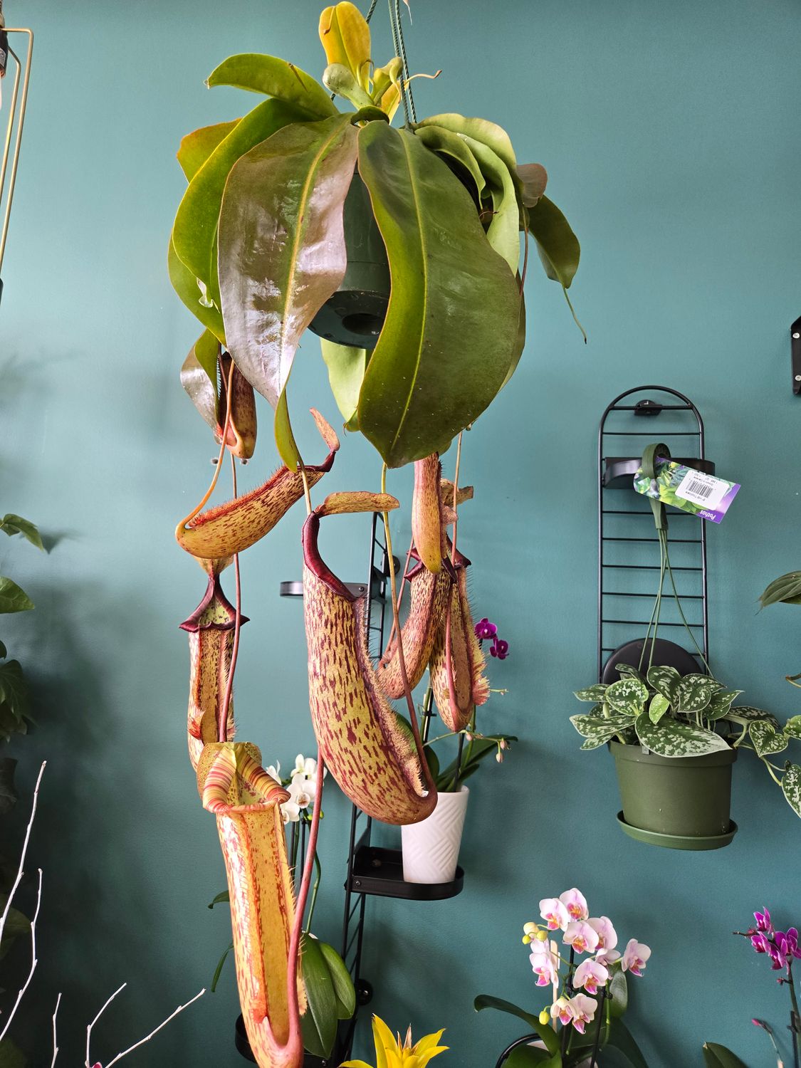 Plante carnivor géante " Nepenthes Miranda"