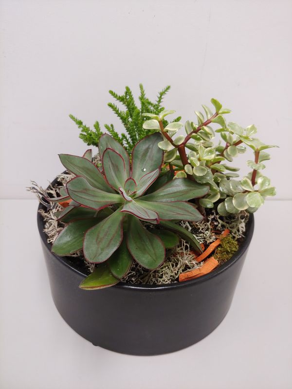 Jardin de cactus et succulents