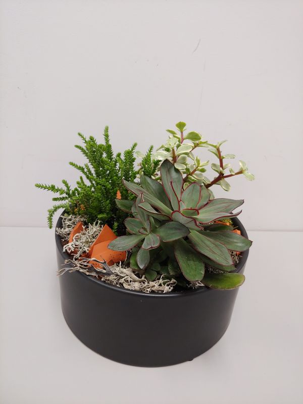 Jardin de cactus et succulents
