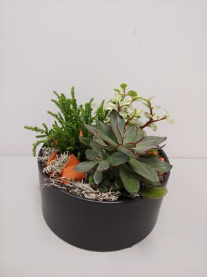 Jardin de cactus et succulents