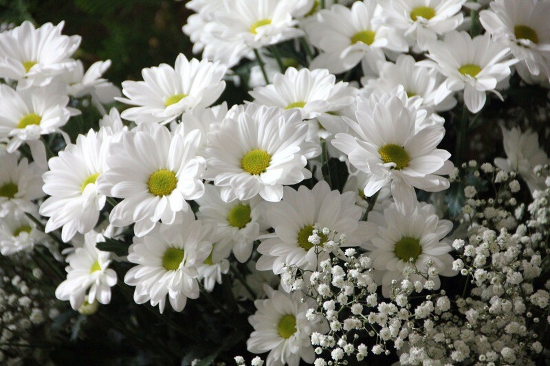 Daisies