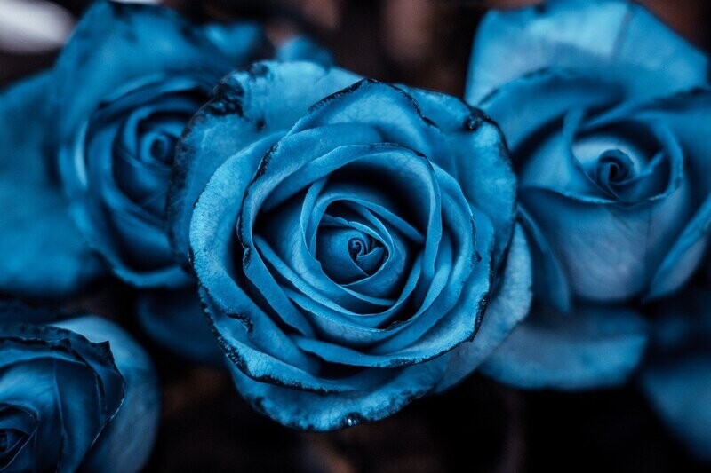 Roses bleues