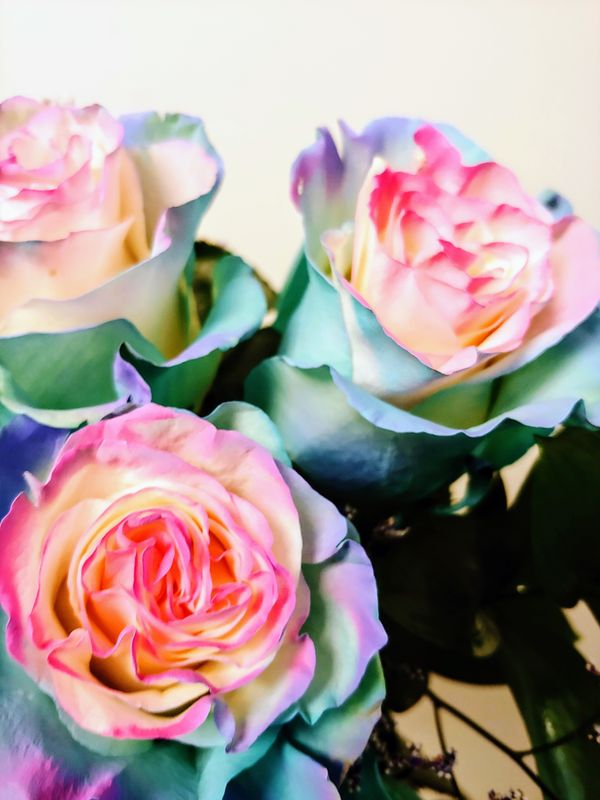 Roses Bubble Gum
