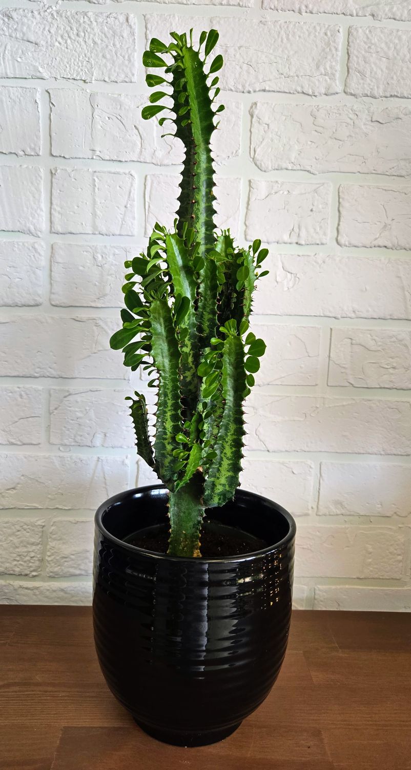 Cactus Euphorbe 15" hauteur