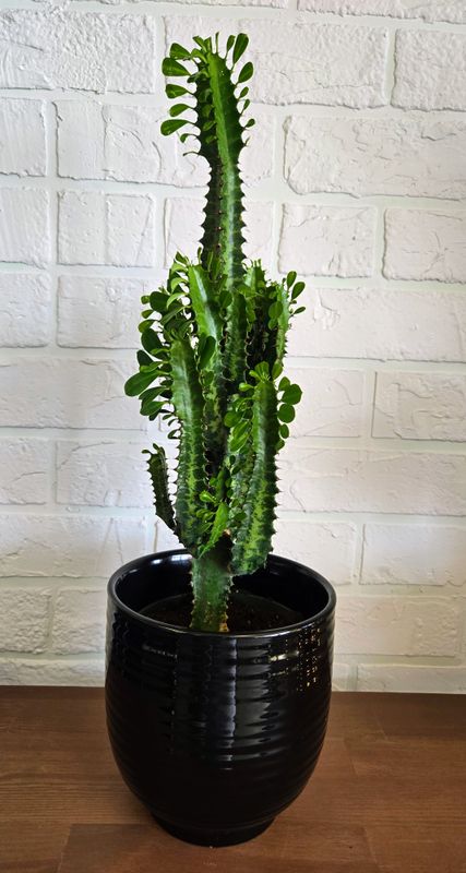 Cactus Euphorbe 15" hauteur