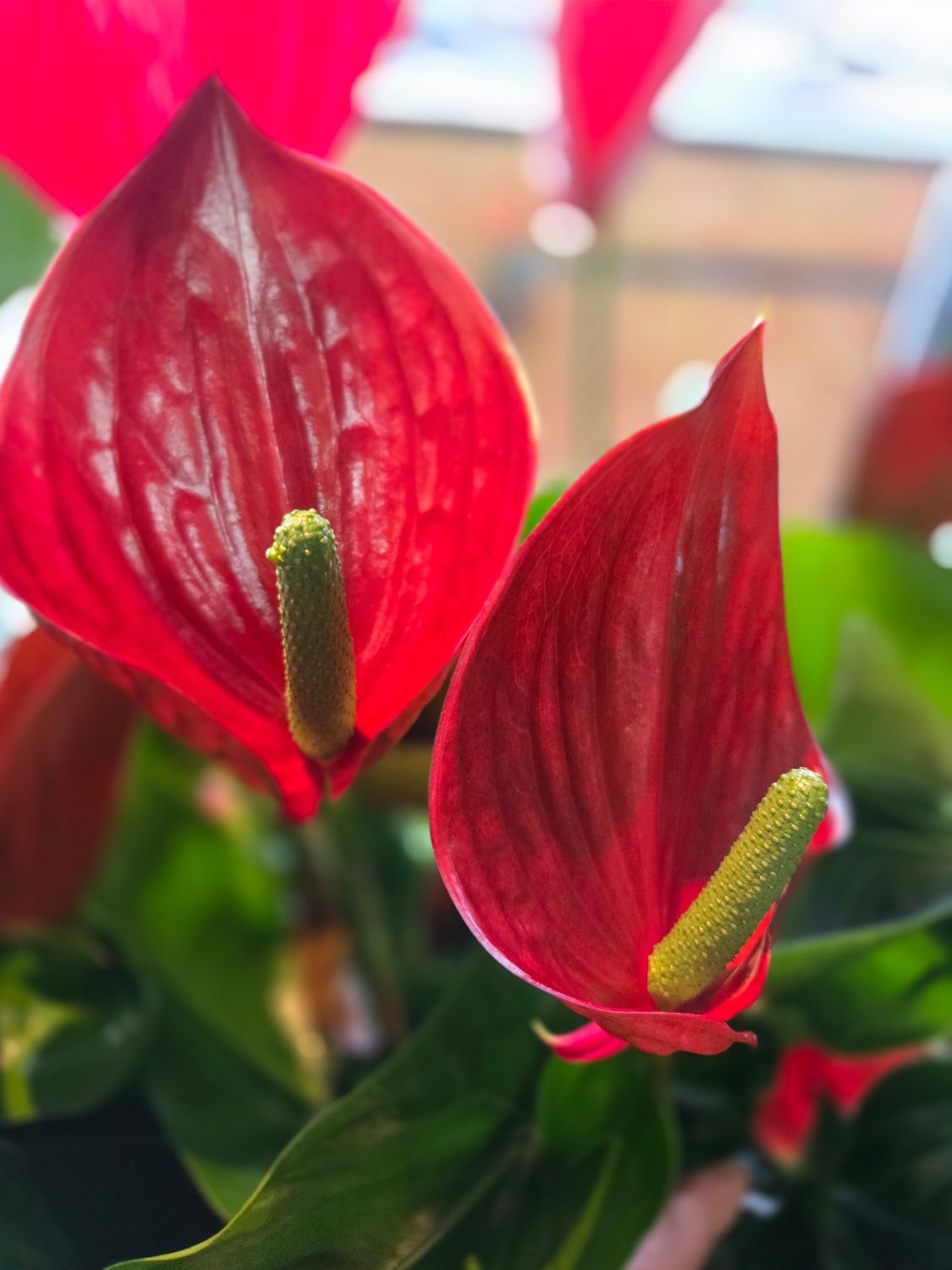 Anthurium pot 8"