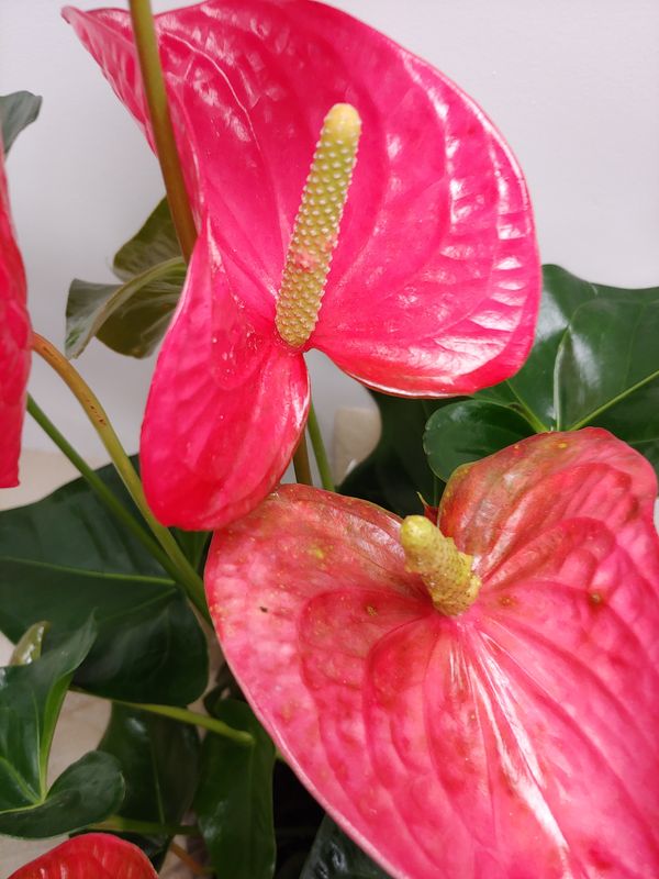 Anthurium pot 8"