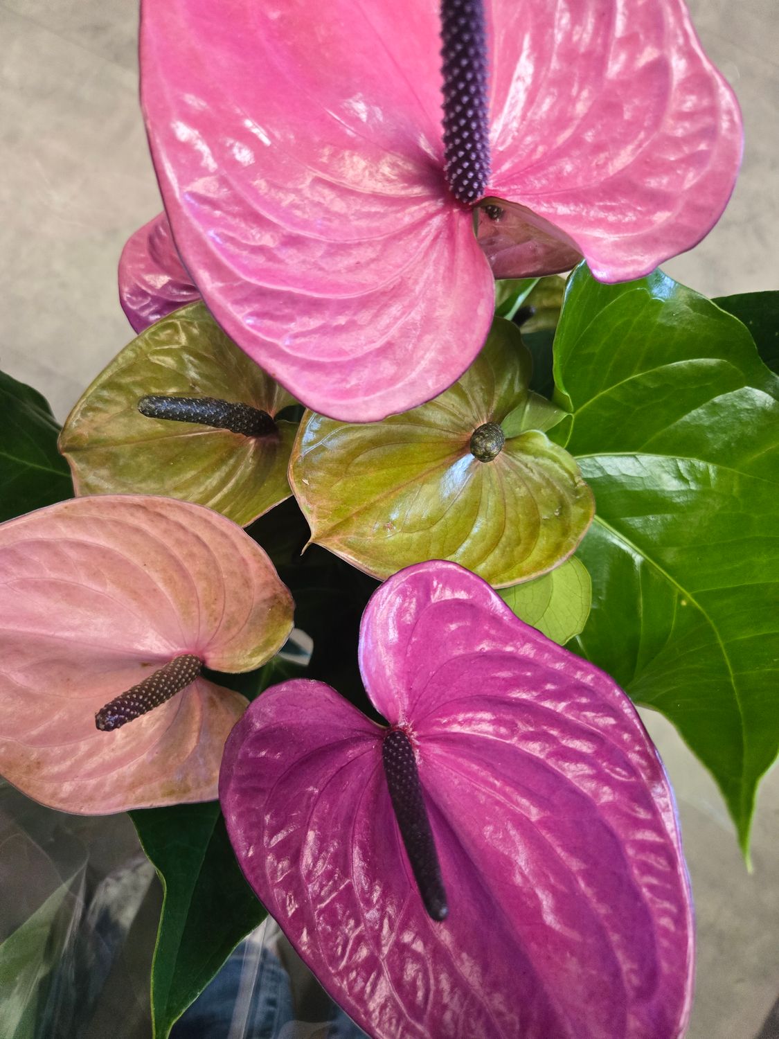 Anthurium pot 8"