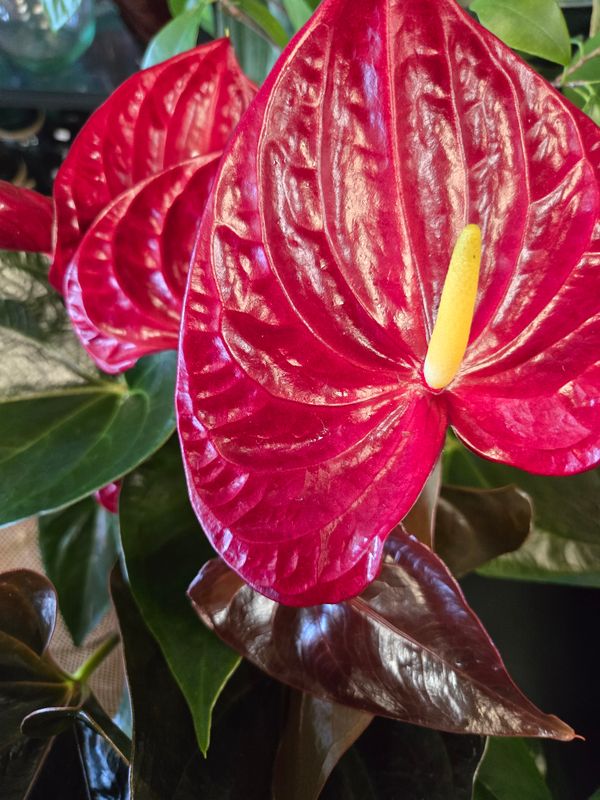 Anthurium pot 8"