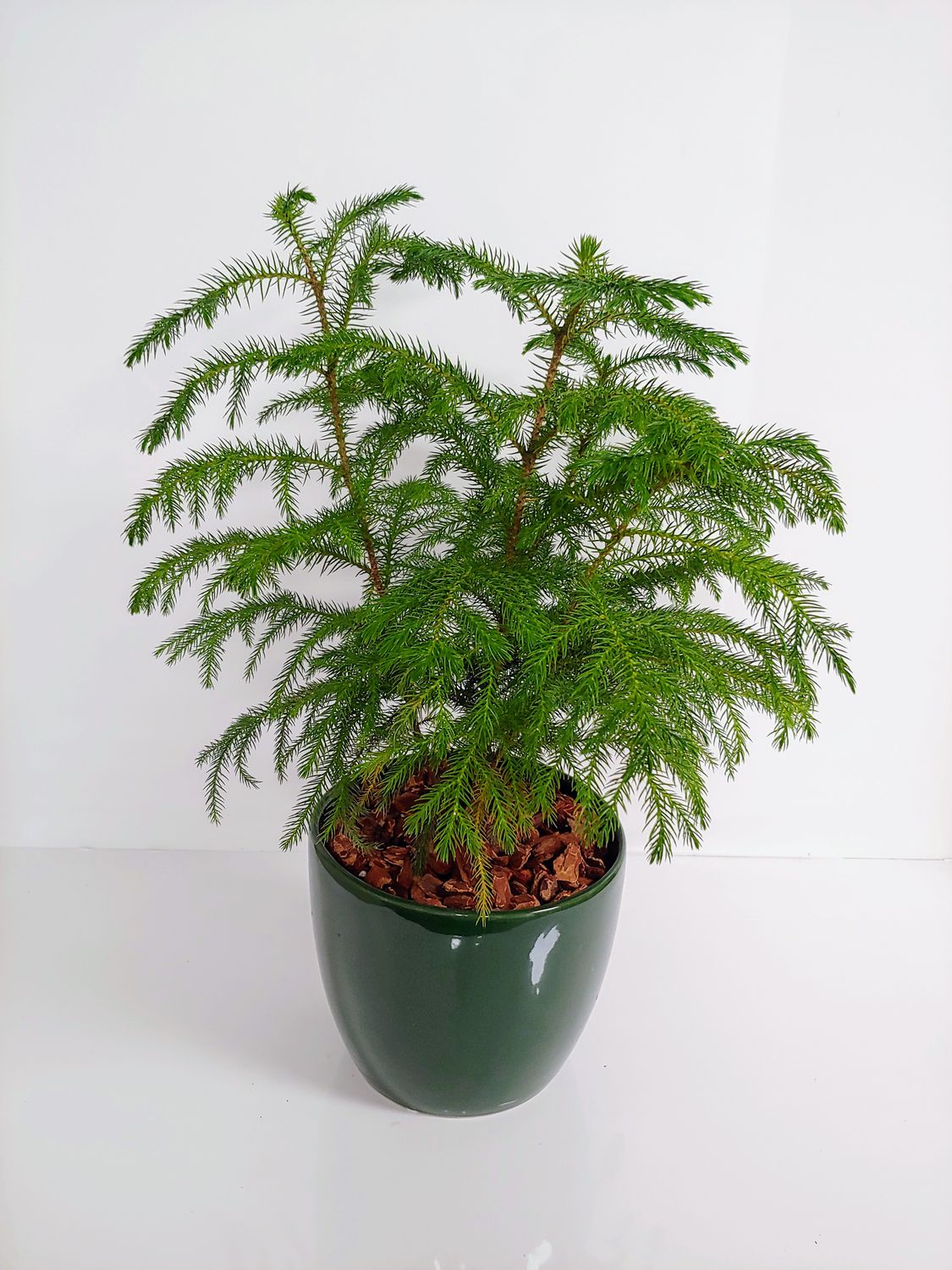 Araucaria 6"