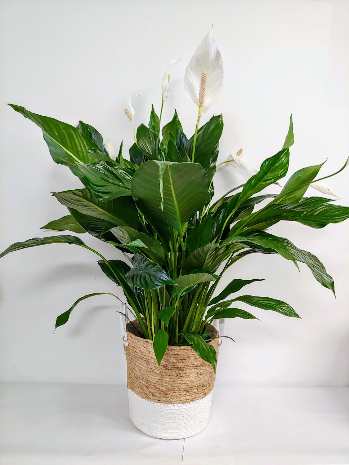 Spathyphillum pot de 8"
