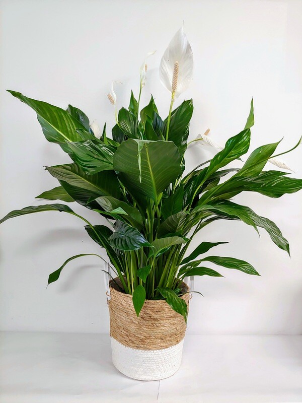 Spathyphillum pot de 8"