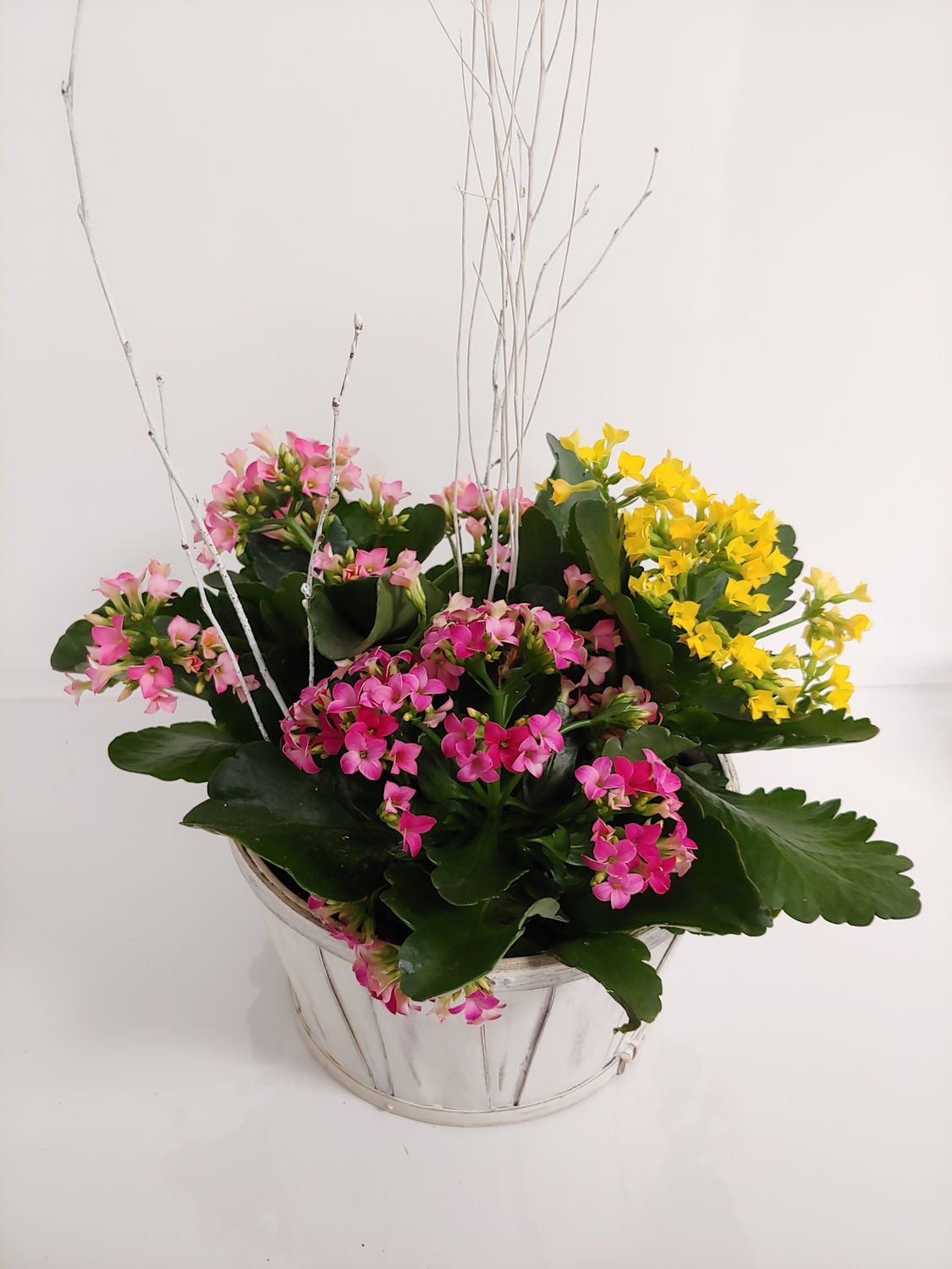 Jardin de Kalanchoe couleur d'automne