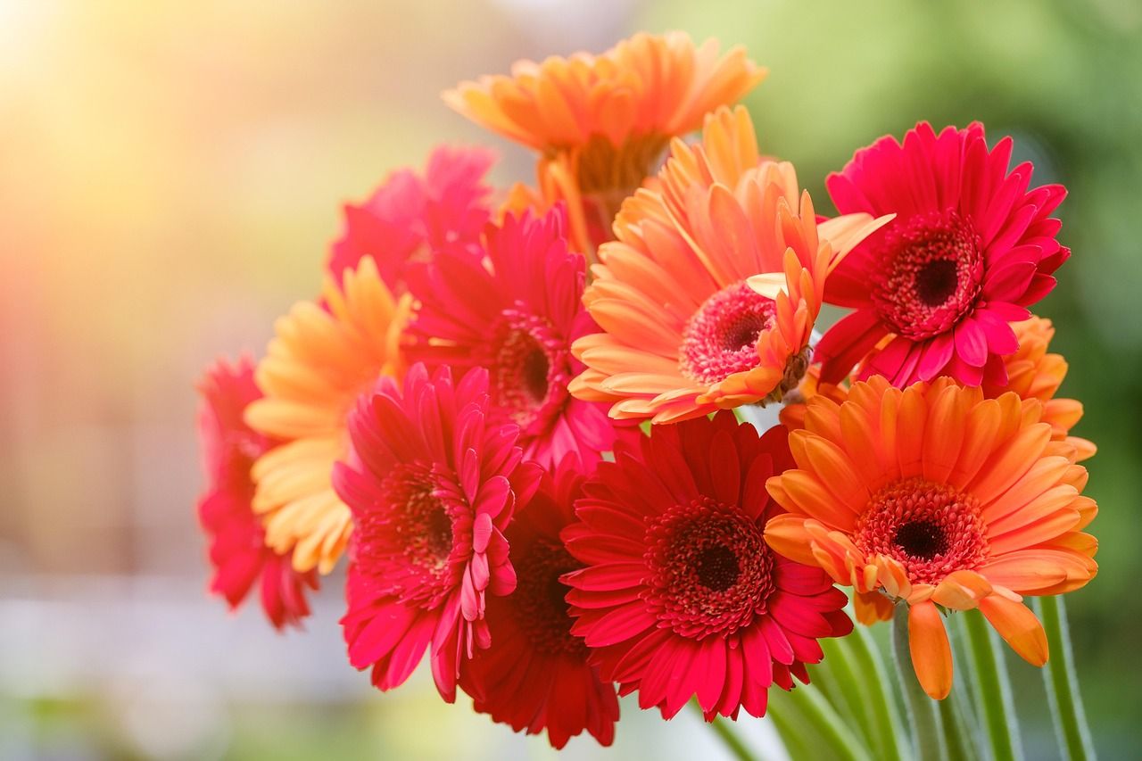 Bouquet mini gerbera assortis