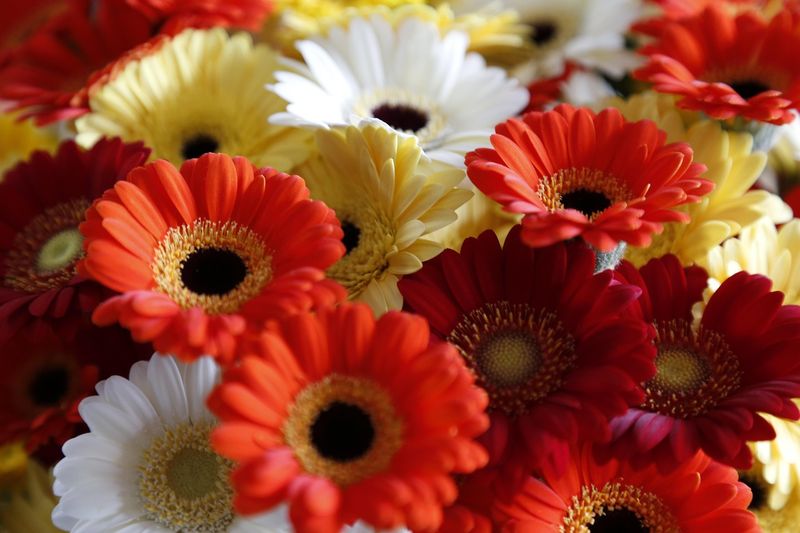 Bouquet mini gerbera assortis