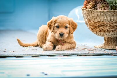 Total Price $1000 Non-Refundable Deposit Bubbles/Buster Summer 2025